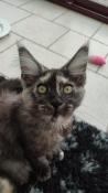 Exceptionnelle femelle maine coon black tortie smoke