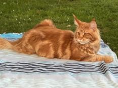 Maine coon loof - tendre petite xaelle