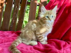 Maine coon loof - 3 petits rouquins