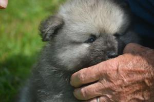 Chiot mle  apparence spitz loup