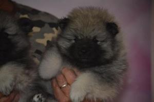 Chiot femelle  apparence spitz loup