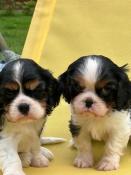 Chiots cavalier king charles tricolore lof