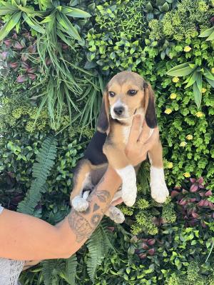 Chiot mle  apparence beagle