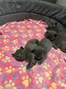 Chaton chartreux loof  reserver