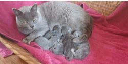Chatons chartreux, loof, excellentes origines