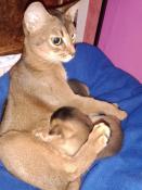 Chatons abyssins