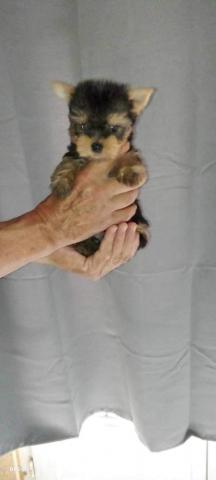 Chiot mle  apparence yorkshire terrier