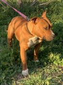 Chiots american staffordshire terrier lof