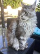 Dappparence maine coon