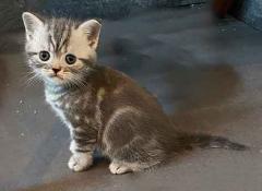 Adorable chaton mle blue silver blotched tabby