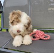 Bearded collie eleve a la ferme