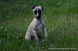[lof] disponible, 3 whippets