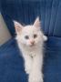 chatons Maine Coon  rserver