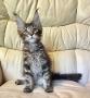 chatons Maine Coon  rserver