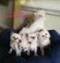 chatons Sacr De Birmanie  rserver