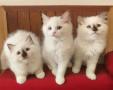 chatons Ragdoll disponibles