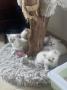 chatons Sacr De Birmanie  rserver