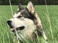 chiots Malamute De L'alaska  rserver