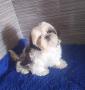 chiots Shih Tzu disponibles