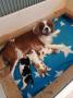 chiots Cavalier King Charles Spaniel  rserver