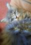 chatons Maine Coon  rserver