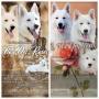 chiots Berger Blanc Suisse  rserver