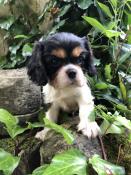 Adorables chiots cavalier king charles lof