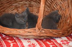 Bbs chatons chartreux inscrits au loof et adorables