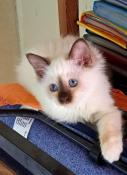 Chatons sacr de birmanie disponibles