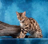 Chaton bengal brown rosettes  rserver 1