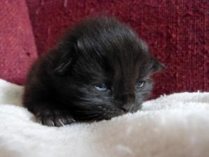 Chaton mle maine coon