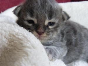 Chaton femelle maine coon