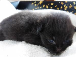 Chaton femelle maine coon