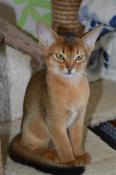 Chatons abyssins disponibles