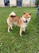  vendre chiots shiba inu