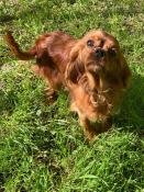 Femelle cavalier king charles ruby 2ans