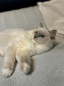 Magnifiques chatons ragdoll