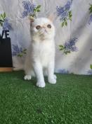 Chats mles et femelles exotic shorthair