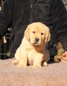 Magnifique chiot labrador