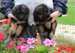 Chiots femelles poils long lof  reserver