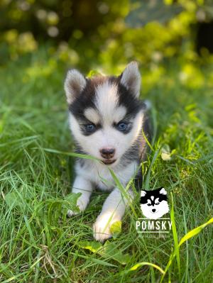 Chiot mle  apparence pomsky