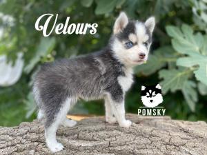 Chiot mle  apparence pomsky