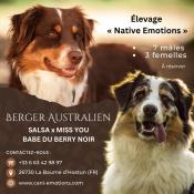 Magnifiques berger australiens