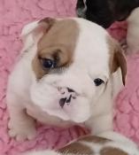 Chiots bulldog anglais lof  rserver