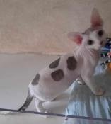 Chatons devon rex