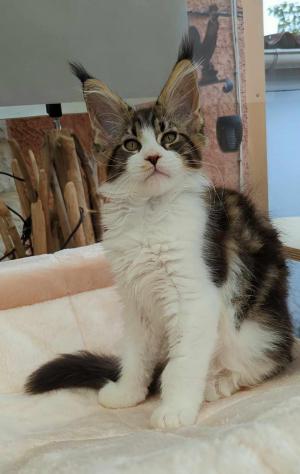 Chaton femelle maine coon