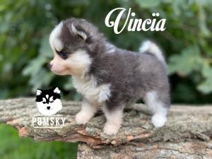 Chiot femelle  apparence pomsky