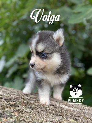 Chiot femelle  apparence pomsky