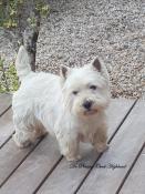 talon westie lof pour saillie ligne multichampions de beaut