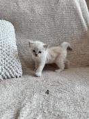 Chatons ragdoll loof